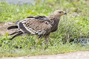 Eastern Imperial Eagle Stampe: Eastern Imperial Eagle