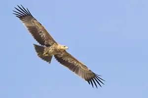 Birds In Flight Photography Stampe: Eastern Imperial Eagle