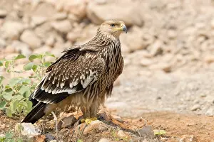 Eastern Imperial Eagle Stampe: Eastern Imperial Eagle