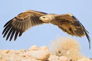 Eastern Imperial Eagle Stampe: Eastern Imperial Eagle