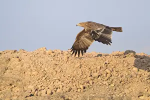 Accipitridae Species Stampe: Eastern Imperial Eagle