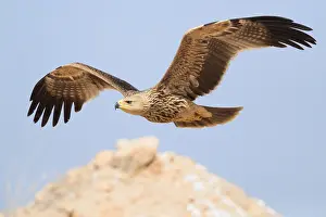 Eastern Imperial Eagle Stampe: Eastern Imperial Eagle