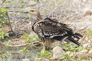 Eastern Imperial Eagle Stampe: Eastern Imperial Eagle