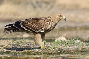 Eastern Imperial Eagle Stampe: Eastern Imperial Eagle