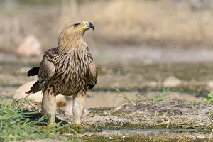 Eastern Imperial Eagle Stampe: Eastern Imperial Eagle