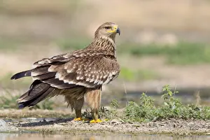 Eastern Imperial Eagle Stampe: Eastern Imperial Eagle