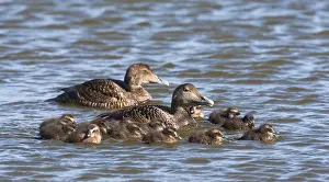 Immagini datate 1° giugno 2013: Eider, Eider comune.