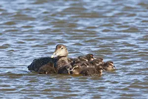 Common Eider Bird Stampe: Eider, Common Eider