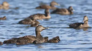 Immagini datate 1° giugno 2013: Eider, Eider comune.