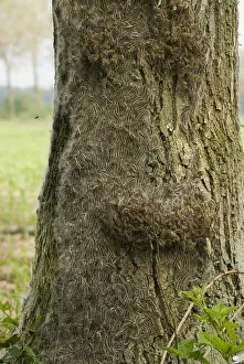Thaumetopoea Processionea Stampe: Eikenprocessierups, Oak procession caterpillar, Thaumetopoea proc