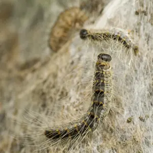 Thaumetopoea Processionea Stampe: Eikenprocessierups, Oak procession caterpillar, Thaumetopoea proc