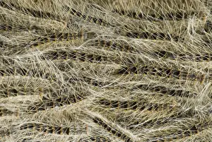 Thaumetopoea Processionea Stampe: Eikenprocessierups, Oak procession caterpillar, Thaumetopoea proc