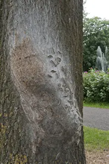 Thaumetopoea Processionea Stampe: Eikenprocessierups, Oak Processionary, Thaumetopoea processionea