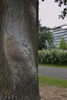 Oak Processionary Moth Stampe: Eikenprocessierups, Oak Processionary, Thaumetopoea processionea