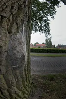 Thaumetopoea Processionea Stampe: Eikenprocessierups, Oak Processionary, Thaumetopoea processionea