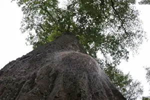 Thaumetopoea Processionea Stampe: Eikenprocessierups, Oak Processionary, Thaumetopoea processionea
