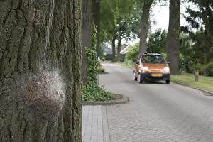 Thaumetopoea Processionea Stampe: Eikenprocessierups, Oak Processionary, Thaumetopoea processionea