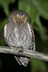 North America Bird Life Stampe: Elf Owl