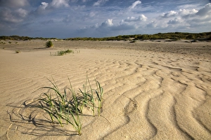 European Coastal Environment Stampe: Embryonic dune