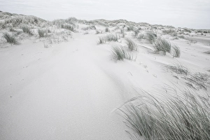 Wadden Sea Nature Reserve Stampe: Embryonic dune