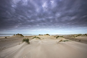 Wadden Sea Nature Reserve Stampe: Embryonic dune