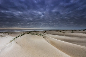 Wadden Sea Coastline Stampe: Embryonic dune