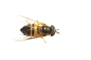 European Hoverfly Stampe: Epistrophe eligans