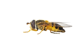 European Hoverfly Stampe: Epistrophe eligans