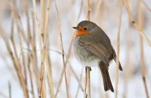 Erithacus Rubecula Images Stampe: Erithacus rubecula