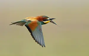 Merops Apiaster Images Stampe: Euopean Bee-eater, Merops apiaster