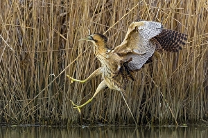 Botaurus Stellaris Habitat Stampe: Eurasian Bittern, Botaurus stellaris