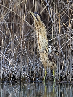 Botaurus Stellaris Habitat Stampe: Eurasian Bittern, Botaurus stellaris