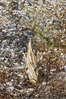 Botaurus Stellaris Habitat Stampe: Eurasian Bittern, Botaurus stellaris