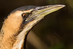 Botaurus Stellaris Stampe: Eurasian Bittern, Botaurus stellaris