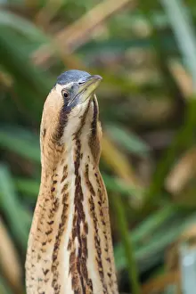 Nature Photography Switzerland Stampe: Eurasian Bittern, Botaurus stellaris