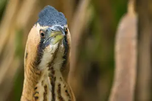 Botaurus Stellaris Stampe: Eurasian Bittern, Botaurus stellaris