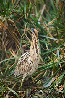 Botaurus Stellaris Habitat Stampe: Eurasian Bittern, Botaurus stellaris