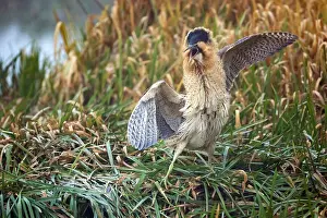 Eurasian Bittern Habitat Stampe: Eurasian Bittern, Botaurus stellaris