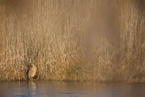 Botaurus Stellaris Habitat Stampe: Eurasian Bittern, Botaurus stellaris