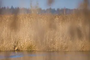 Botaurus Stellaris Habitat Stampe: Eurasian Bittern, Botaurus stellaris