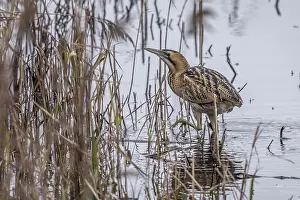 Botaurus Stellaris Habitat Stampe: Eurasian Bittern, Botaurus stellaris