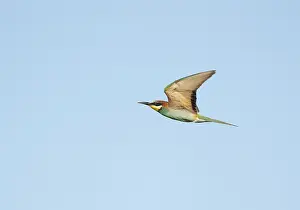 Merops Apiaster Habitat Stampe: European Bee-eater;Merops apiaster