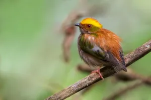 Peruvian Wildlife Photos Stampe: Fiery-capped Manakin