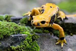 Fire Salamander Stampe: Fire salamander