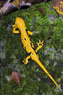 Fire Salamander Stampe: Fire salamander