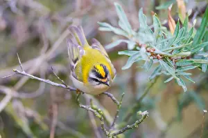 Firecrest Bird Stampe: Firecrest, Regulus ignicapilla