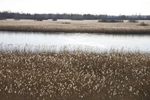 European Wetlands Stampe: Flevopolder