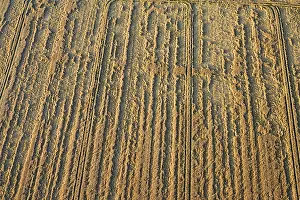 Farmland Aerial View Stampe: Flevopolder