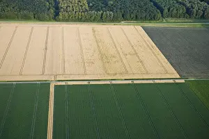 Farmland Aerial View Stampe: Flevopolder