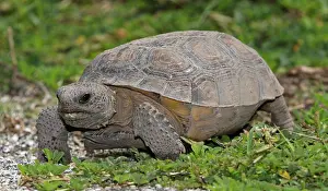 North American Reptiles Stampe: Florida Gopher Tortoise (Gopherus polyphemus)